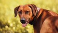 Rhodesian Ridgeback portrait in autumn Royalty Free Stock Photo