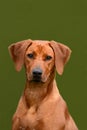 Rhodesian Ridgeback junior dog portrait Royalty Free Stock Photo