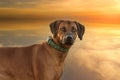 Rhodesian Ridgeback - Portrait of the head of a large brown dog. In the background is a dramatic sunset sky Royalty Free Stock Photo