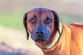 Rhodesian Ridgeback - Portrait of the head of a large brown dog from the front view Royalty Free Stock Photo