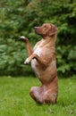 Rhodesian Ridgeback Royalty Free Stock Photo