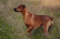 Rhodesian Ridgeback Royalty Free Stock Photo