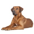 Rhodesian Ridgeback portrait Royalty Free Stock Photo