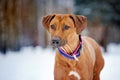 Rhodesian Ridgeback portrait on winter background Royalty Free Stock Photo