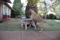 Rhodesian Ridgeback Pouncing On A Husky