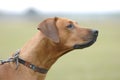 Rhodesian Ridgeback profile Royalty Free Stock Photo