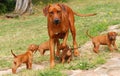 Rhodesian Ridgeback with puppies Royalty Free Stock Photo