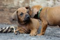 Rhodesian Ridgeback puppies, one is sniffing the ear of its sibling Royalty Free Stock Photo
