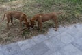 Rhodesian Ridgeback puppies playing with a stick on Phu Quoc Island, Vietnam