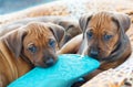 Rhodesian Ridgeback puppies playing Royalty Free Stock Photo