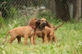 Rhodesian ridgeback puppies playing Royalty Free Stock Photo