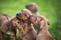 Rhodesian ridgeback puppies Royalty Free Stock Photo