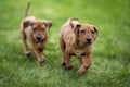 Rhodesian ridgeback puppies playing outdoors Royalty Free Stock Photo