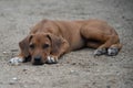 Rhodesian Ridgeback puppies playing outside in the yard Royalty Free Stock Photo