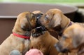 Rhodesian Ridgeback puppies playing outside in the yard Royalty Free Stock Photo