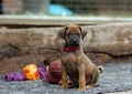 Rhodesian Ridgeback puppies playing outside in the yard Royalty Free Stock Photo