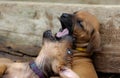 Rhodesian Ridgeback puppies playing outside in the yard Royalty Free Stock Photo