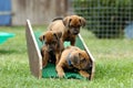 Rhodesian Ridgeback puppies playing outside in the yard Royalty Free Stock Photo