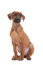 Rhodesian ridgeback puppies Royalty Free Stock Photo