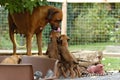 Rhodesian Ridgeback puppies reached by their mom, four weeks of age Royalty Free Stock Photo