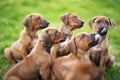 Rhodesian ridgeback puppies sitting on green grass Royalty Free Stock Photo