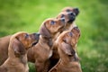 Rhodesian ridgeback puppies sitting on green grass Royalty Free Stock Photo