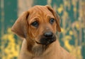 Rhodesian Ridgeback puppy