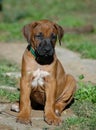 Rhodesian Ridgeback puppy Royalty Free Stock Photo