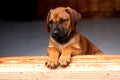 Rhodesian Ridgeback Puppy Royalty Free Stock Photo