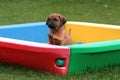 Rhodesian Ridgeback Puppy Royalty Free Stock Photo