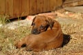 Rhodesian Ridgeback puppy Royalty Free Stock Photo