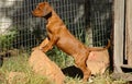 Rhodesian Ridgeback puppy Royalty Free Stock Photo