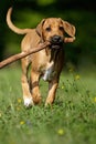 Rhodesian Ridgeback puppy Royalty Free Stock Photo