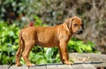 Rhodesian Ridgeback puppy Royalty Free Stock Photo