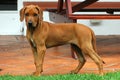 Rhodesian Ridgeback puppy Royalty Free Stock Photo