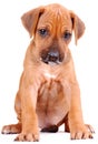 Rhodesian Ridgeback puppy Royalty Free Stock Photo