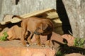 Rhodesian Ridgeback puppy Royalty Free Stock Photo