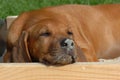 Rhodesian ridgeback puppy Royalty Free Stock Photo