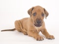 Rhodesian Ridgeback puppy, 5 weeks old, lying Royalty Free Stock Photo