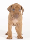 Rhodesian Ridgeback puppy, 5 weeks old standing Royalty Free Stock Photo