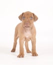 Rhodesian Ridgeback puppy, 5 weeks old, standing Royalty Free Stock Photo