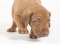 Rhodesian Ridgeback puppy, 5 weeks old, walking Royalty Free Stock Photo