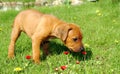 Rhodesian ridgeback puppy Royalty Free Stock Photo