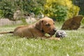 Rhodesian Ridgeback puppy, 6 weeks old Royalty Free Stock Photo