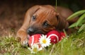 Rhodesian Ridgeback Puppy