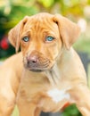 Rhodesian Ridgeback puppy with blue eyes Royalty Free Stock Photo