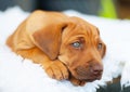Rhodesian Ridgeback puppy with blue eyes Royalty Free Stock Photo