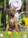 Rhodesian Ridgeback puppy dog Royalty Free Stock Photo