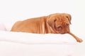 Rhodesian Ridgeback puppy in dogbed Royalty Free Stock Photo