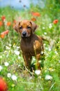 Rhodesian ridgeback puppy in a field Royalty Free Stock Photo